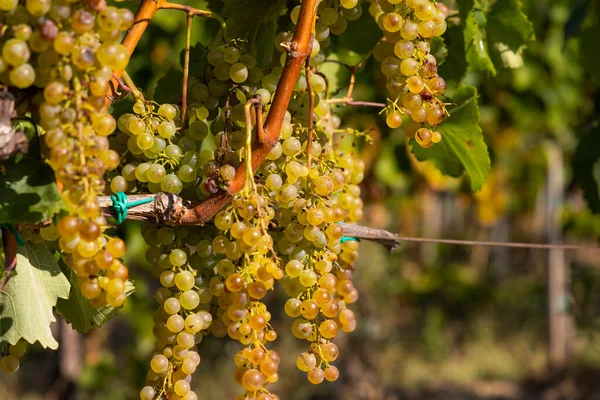 Grapes Harslevelu Tokaj Region Объект Юнеско Great Plain Hungary — стоковое фото