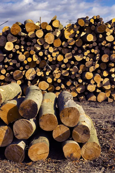 Wooden Logs Open Air — Fotografia de Stock