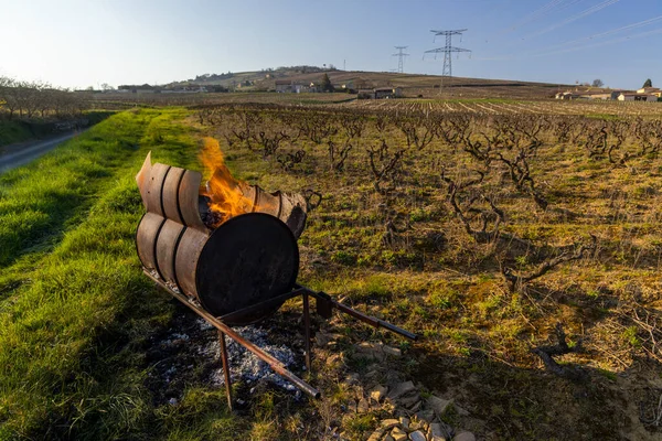 Весенний Виноградник Вблизи Живри Бургунди Франция — стоковое фото