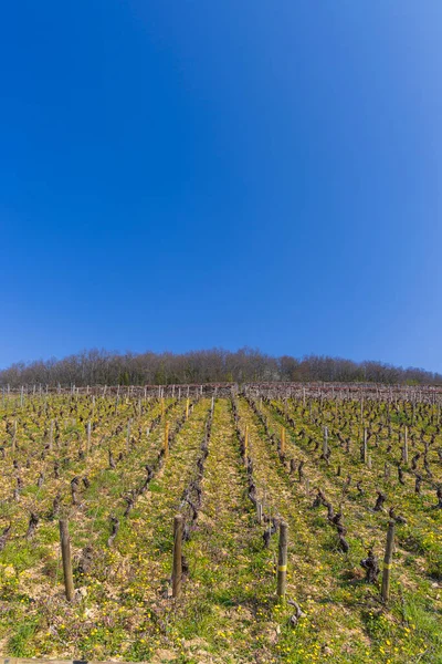 Varhainen Kevät Viinitarha Lähellä Aloxe Corton Burgundy Ranska — kuvapankkivalokuva