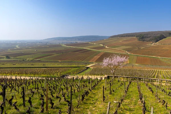 Viñedos Primavera Cerca Aloxe Corton Borgoña Francia — Foto de Stock