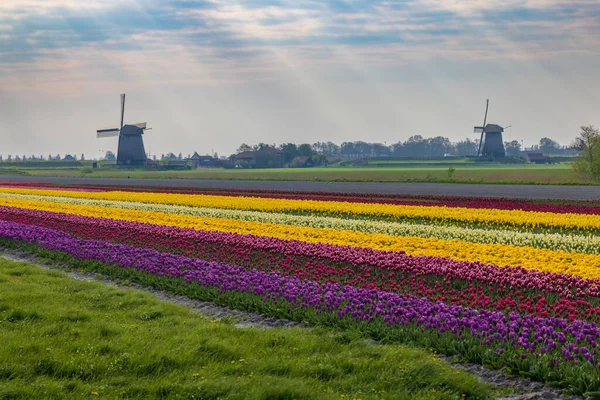Field Tulips Ondermolen Windmill Alkmaar Netherlands — Stockfoto