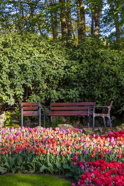 Keukenhof Flower Garden Largest Tulip Park World Lisse Netherlands — Fotografia de Stock