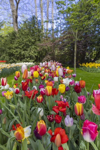 Keukenhof Flower Garden Largest Tulip Park World Lisse Netherlands — Fotografia de Stock