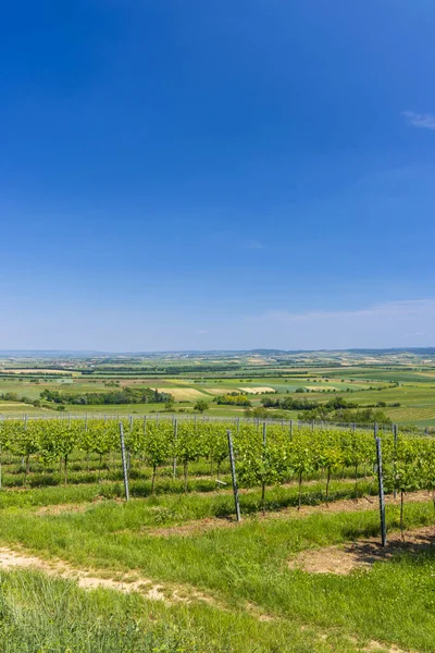 Вид Сельскую Местность Красивый Пейзаж Небо Виноград Переднем Плане — стоковое фото
