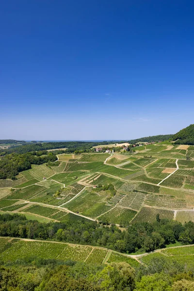 Vineyards Chateau Chalon Department Jura Franche Comte France — Stockfoto