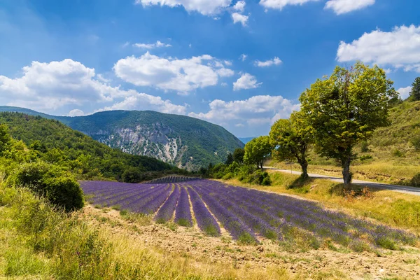 Lavender field near Montbrun les Bains and Sault, Provence, France