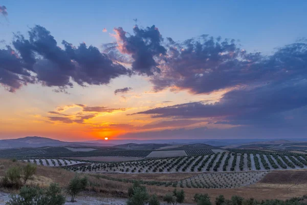 Typical Andalusian Landscape Sunset Spain — Stock Photo, Image