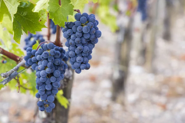 Uvas Merlot Para Produzir Vinhos Mais Alta Qualidade Bordéus França — Fotografia de Stock