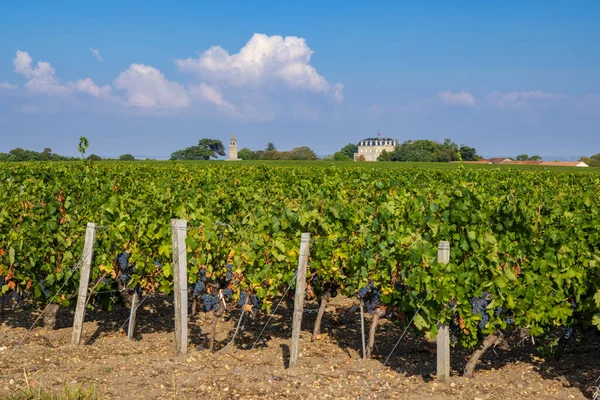 Typisk Vingård Nära Chateau Tour Bordeaux Aquitaine Frankrike — Stockfoto