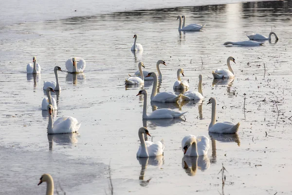 Cisnes Lagoa Primavera — Fotografia de Stock