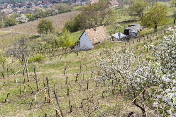 匈牙利Szekszard地区的葡萄园春景 — 图库照片
