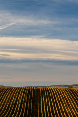 Velke Bilovice yakınlarındaki sonbahar üzüm bağı, Güney Moravya, Çek Cumhuriyeti
