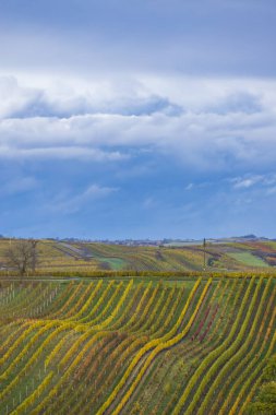 Cejkovice, Güney Moravya, Çek Cumhuriyeti yakınlarındaki sonbahar üzüm bağları