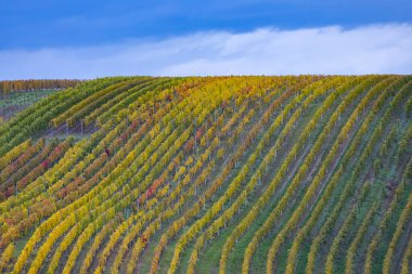 Cejkovice, Güney Moravya, Çek Cumhuriyeti yakınlarındaki sonbahar üzüm bağları