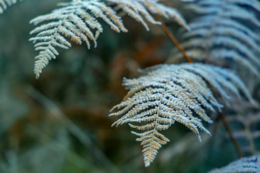 Frost bracken, Natur rezervi Broumovske steny, Doğu Bohemya, Çek Cumhuriyeti