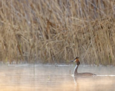 Great Crested Grebe (Podiceps kriteri), Güney Bohemya, Çek Cumhuriyeti