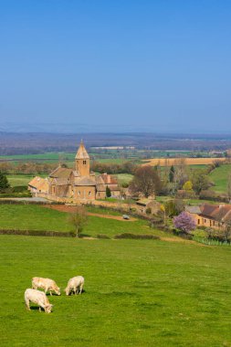 İneklerle bahar manzarası ve eglise Notre Dame de Lancharre, Bourgogne, Fransa