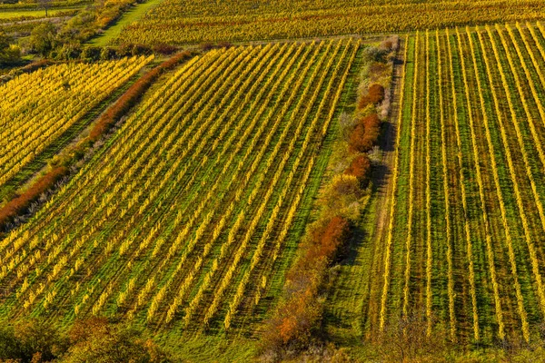 Wijngaarden Onder Palava Zuid Moravië Tsjechië — Stockfoto