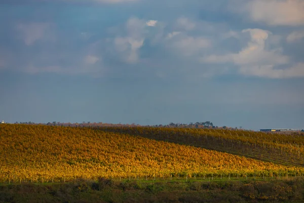 秋のブドウ畑 クラヴィ ズノイモ地方 南ボヘミア チェコ共和国 — ストック写真