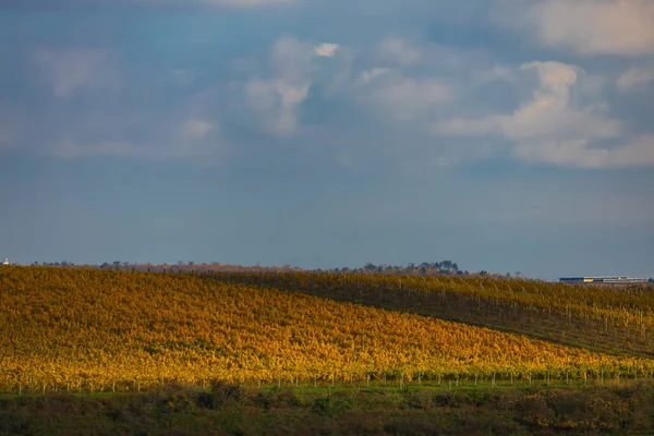 Herbst Weinberg Kravi Hora Region Znojmo Südböhmen Tschechische Republik — Stockfoto