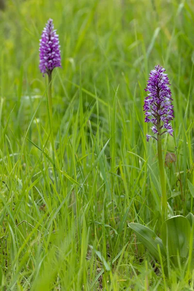 Wilde Orchidee Het Witte Karpaten Gebergte Tsjechië — Stockfoto