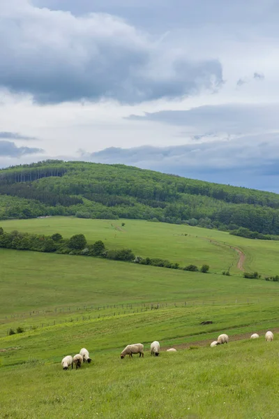 Beyaz Koyunlu Bahar Manzarası Beyaz Karpatlar Çek Cumhuriyeti — Stok fotoğraf