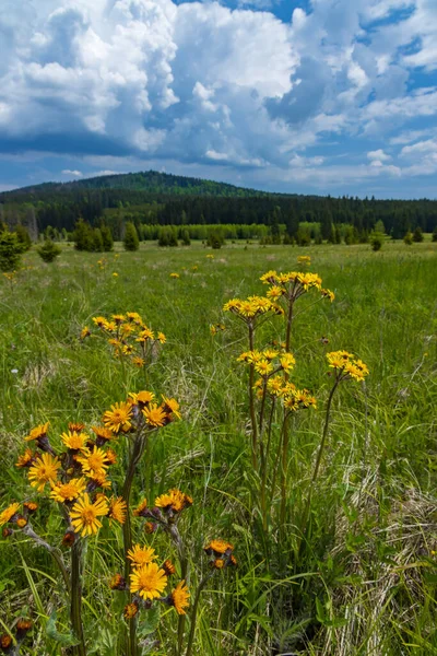 Krajobraz Wiosenny Pobliżu Stożca Park Narodowy Sumava Czechy — Zdjęcie stockowe