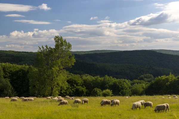 Beyaz Koyunlu Bahar Manzarası Beyaz Karpatlar Çek Cumhuriyeti — Stok fotoğraf