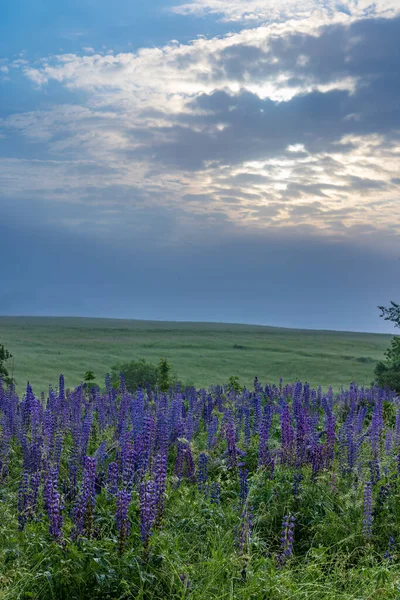 Летний Луг Фиолетовыми Цветами Чехии — стоковое фото
