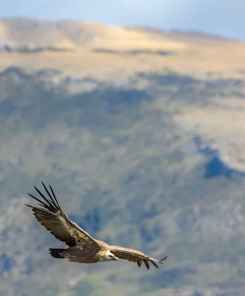 法国普罗旺斯弗尔顿河 弗尔顿河 峡谷的格里芬秃鹫 — 图库照片