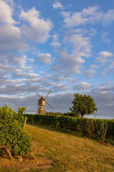 Tranchee的风车和法国卢瓦尔城Montsoreau附近的葡萄园 — 图库照片