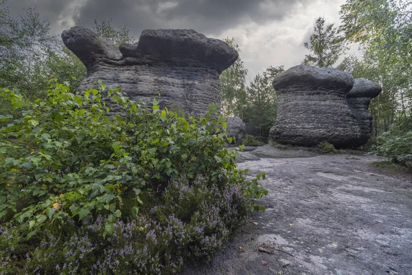 Kőgomba Természetvédelmi Területen Broumovske Steny Kelet Csehország — Stock Fotó