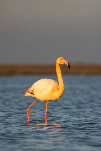Flamingo Στο Parc Naturel Regional Camargue Provence Γαλλία — Φωτογραφία Αρχείου