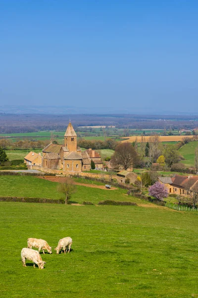 Wiosenny Krajobraz Krowami Eglise Notre Dame Lancharre Bourgogne Francja — Zdjęcie stockowe
