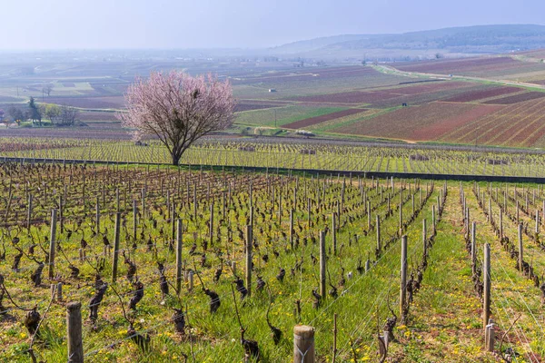 Early Spring Vineyards Aloxe Corton Burgundy France — 스톡 사진