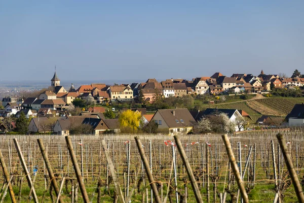 Vineyard Zellenbergr Alsace France — Stok fotoğraf