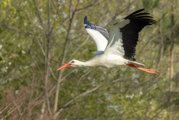 White Stork Ciconia Ciconia Early Spring Hunawihr Alsace France — Stock Photo, Image