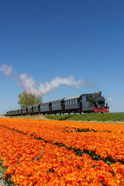 Steam Train Tulip Field Hoorn Medemblik Noord Holland Netherlands — Stockfoto