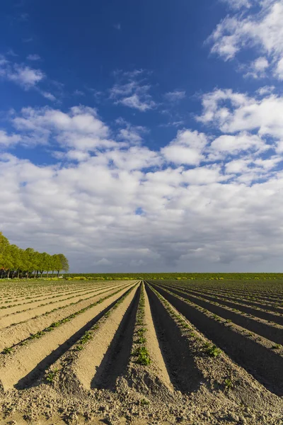 Spring View Potato Field Just Planting Netherlands — Fotografia de Stock