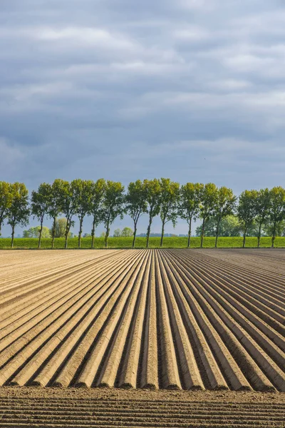 Hollanda Ekilen Patates Tarlasının Bahar Manzarası — Stok fotoğraf