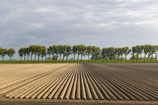 Spring View Potato Field Just Planting Netherlands — Fotografie, imagine de stoc