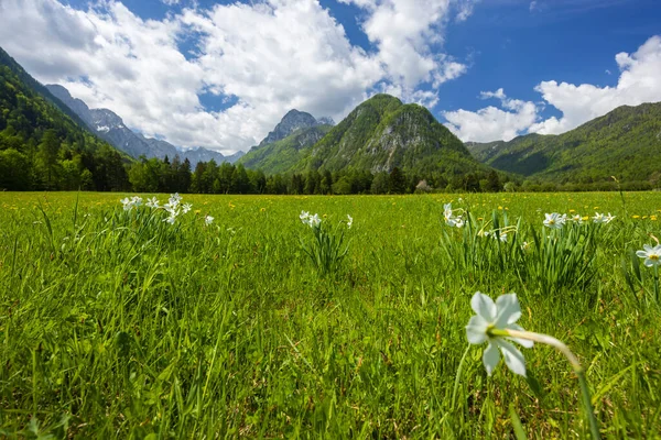 Spring Flower Triglavski National Park Slovenia — Foto de Stock
