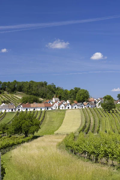 Traditional Wine Cellars Vineyard Galgenberg Wildendurnbach Lower Austria Austria — Stok fotoğraf