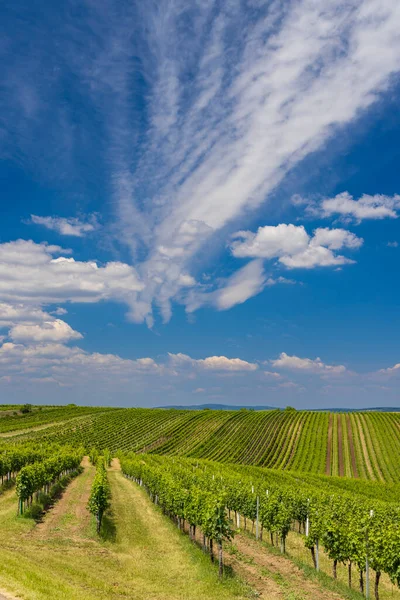チェコ共和国南モラビア州ヴェルケ ビロヴィツェ近郊のブドウ畑 — ストック写真