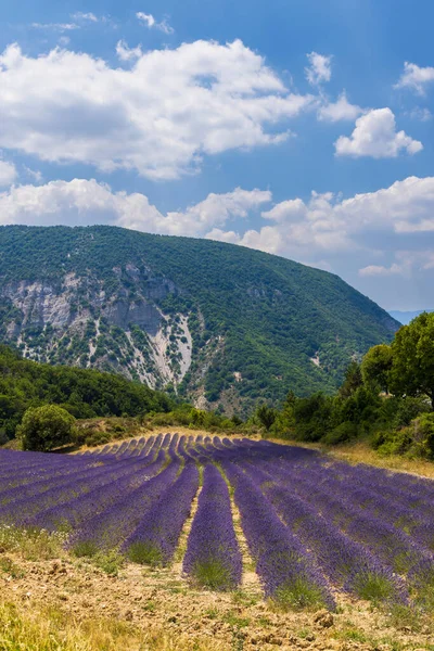 Lavendelfält Nära Montbrun Les Bains Sault Provence Frankrike — Stockfoto