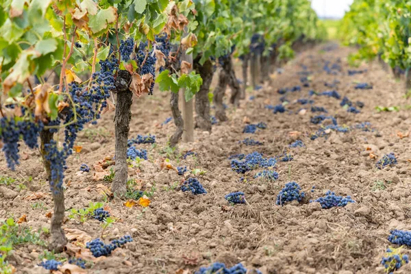 Reduzierung Der Reifezeit Der Trauben Zur Erzeugung Von Spitzenweinen Bordeaux — Stockfoto