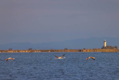 Flamingo in Parc Naturel bölgesel de Camargue, Provence, Fransa