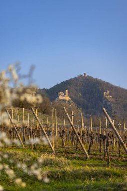Chateau de Saint-Ulrich harabeleri, Chateau du Girsberg harabeleri ve Ribeauville yakınlarında Chateau du Haut-Ribeaupierre, Alsace, Fransa