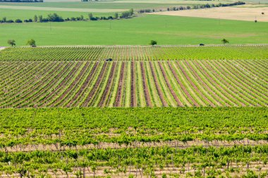 Güney Moravya, Çek Cumhuriyeti 'ndeki gözcü kulesinden Velke Pavlovice yakınlarındaki bahar üzüm bağlarının manzarası